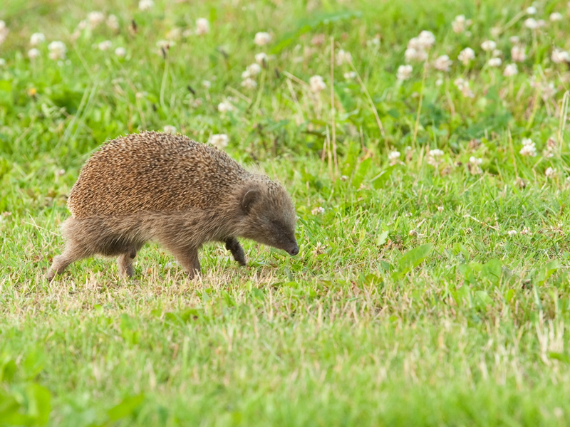 Erinaceus europaeus European Hedgehog Egel